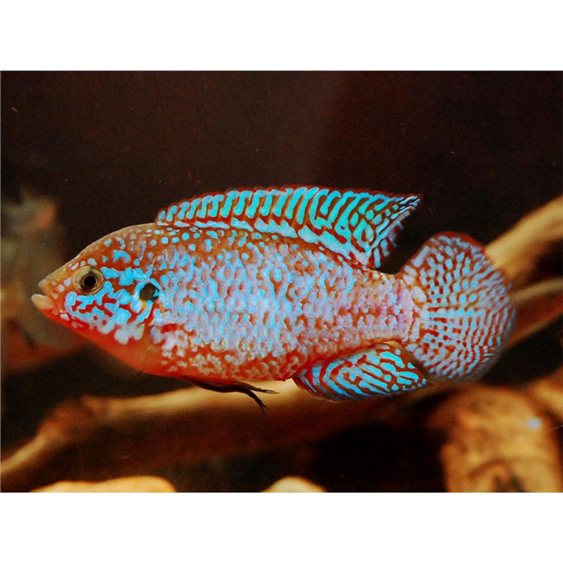 Hemichromis liffalili blue Jewel - imagine 5
